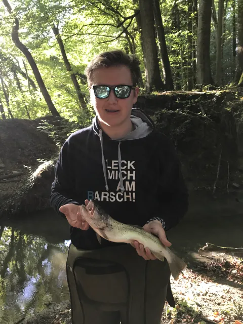 Bachforelle