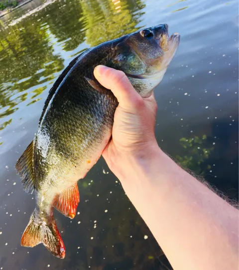 Flussbarsch
