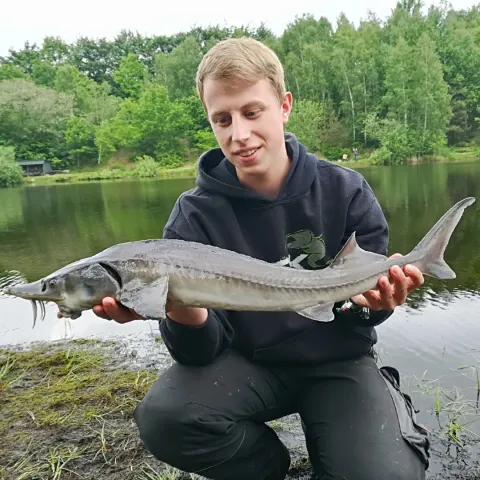Stör