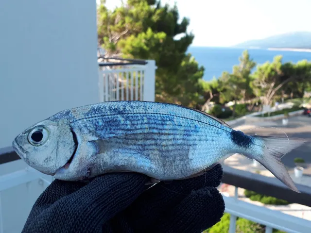 Dorade