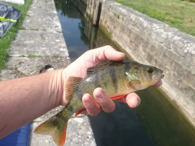 Flussbarsch