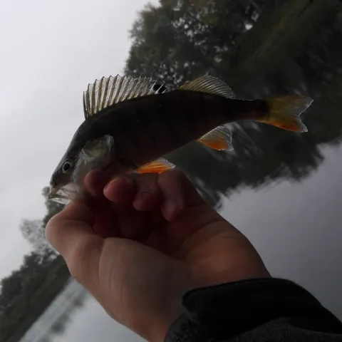 Flussbarsch
