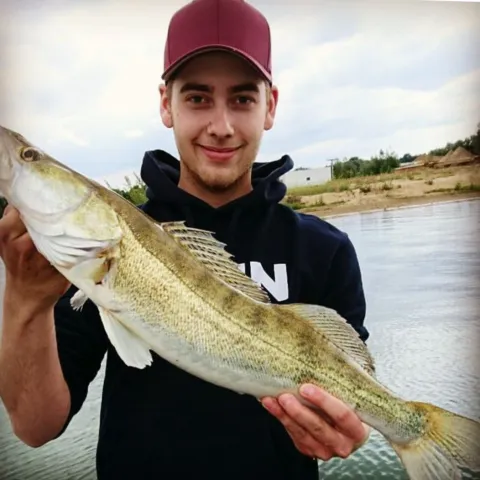 Zander