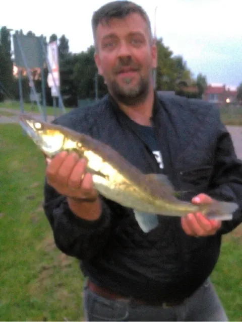 Zander