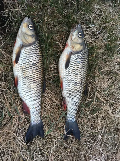 Döbel