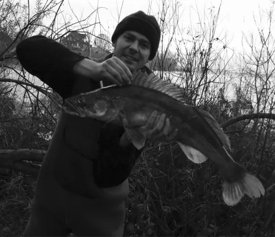 Zander