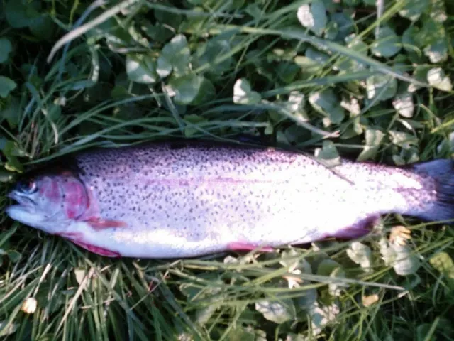 Regenbogenforelle