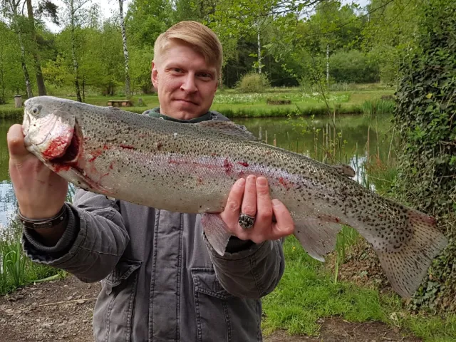 Regenbogenforelle