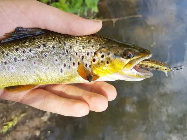 Bachforelle