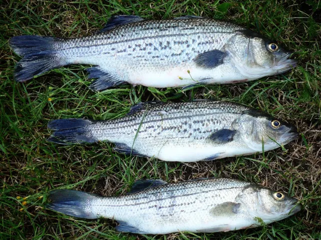 Streifenbarsch