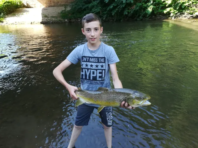 Bachforelle