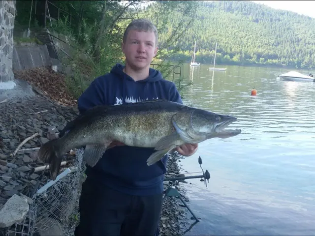 Zander
