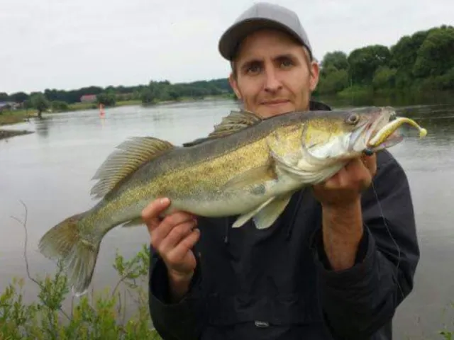 Zander
