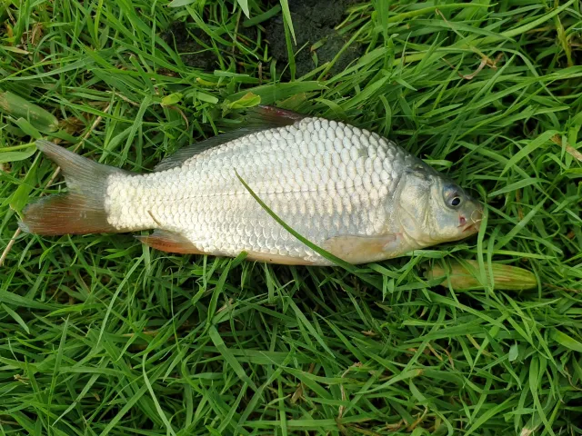 Karausche
