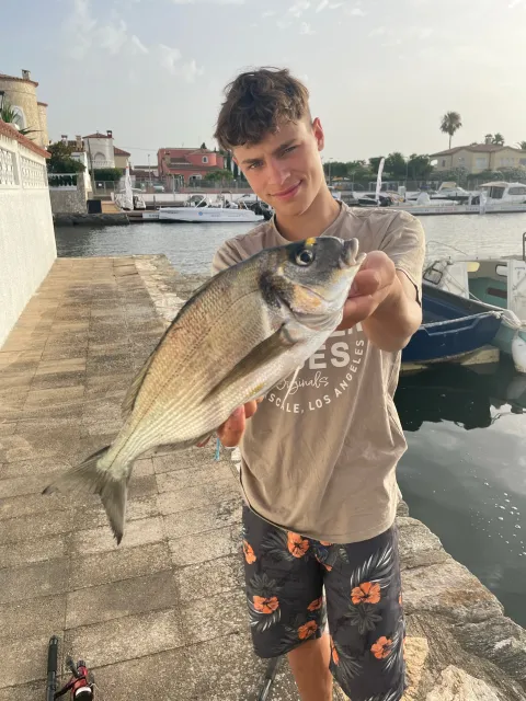 Dorade
