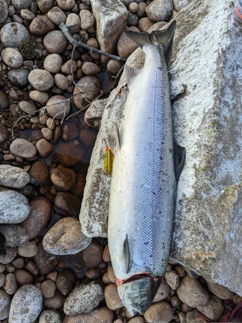 Lachs