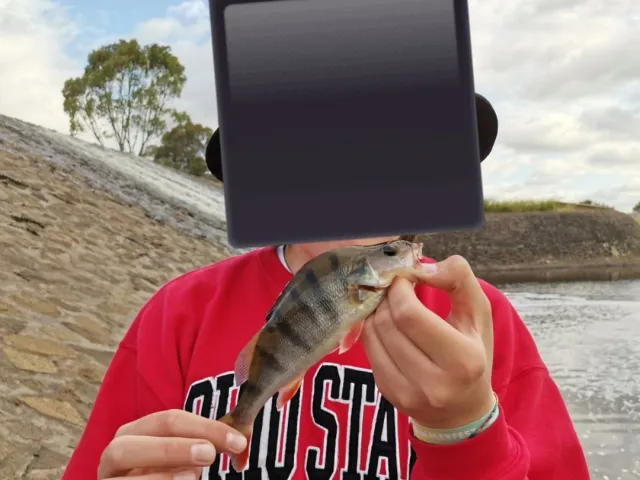 Flussbarsch