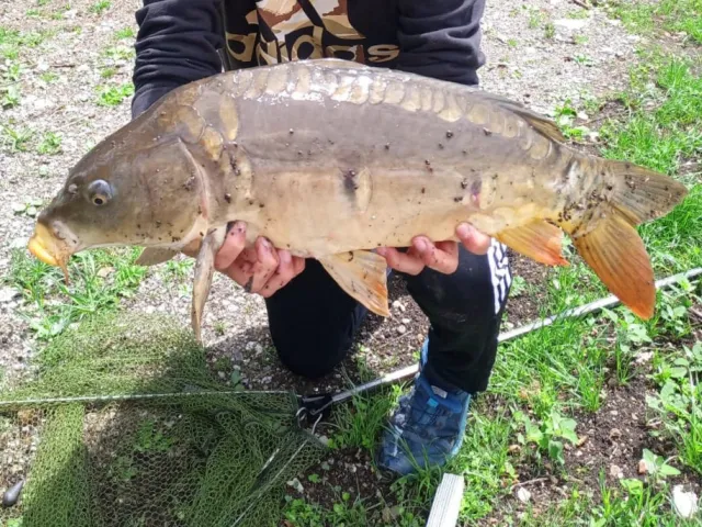 Karpfen