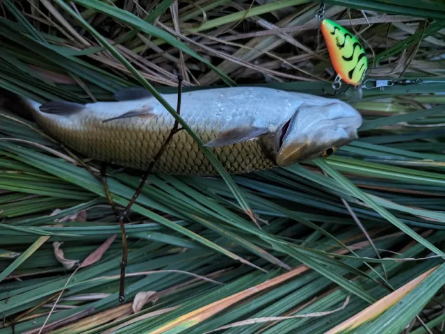 Döbel