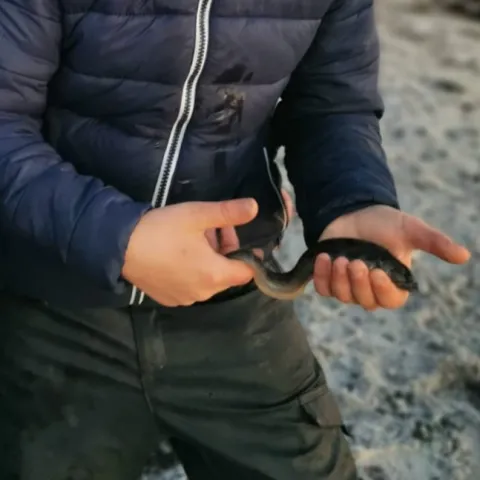 Aalmutter