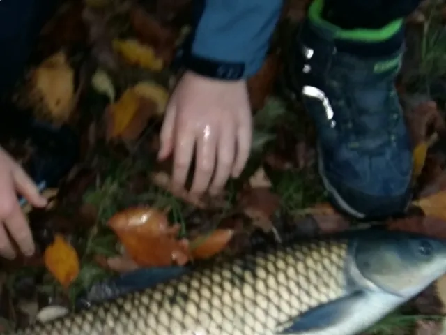 Graskarpfen