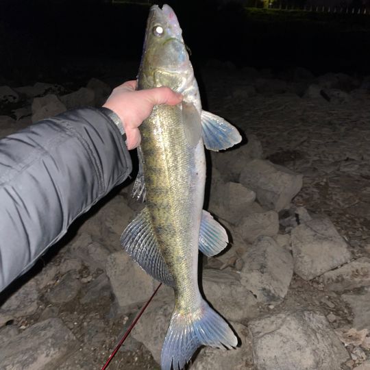 Zander