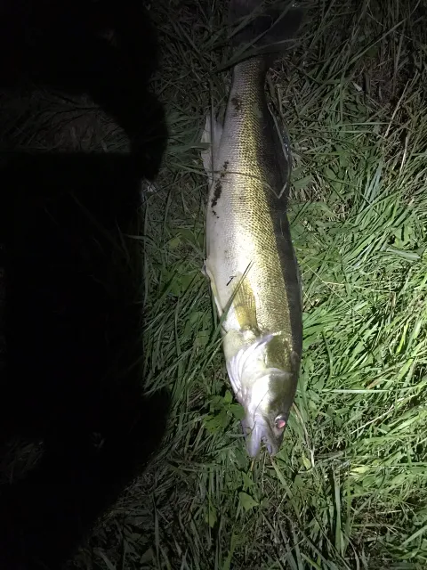 Zander