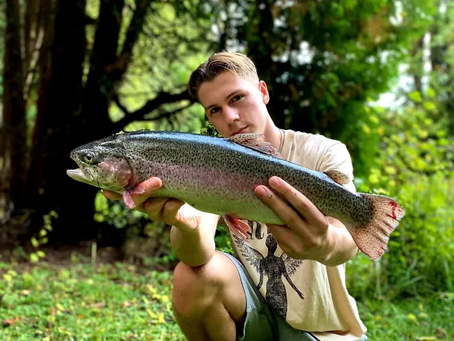 Regenbogenforelle