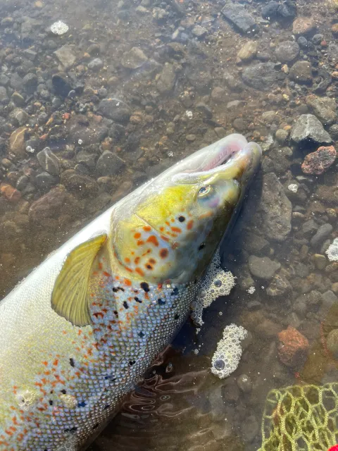Lachs