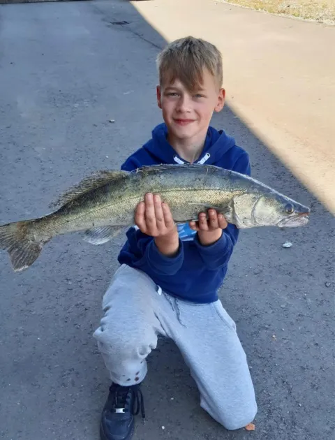 Zander