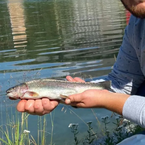 Regenbogenforelle