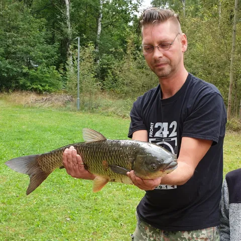 Graskarpfen