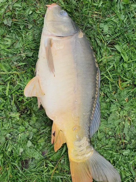 Karpfen