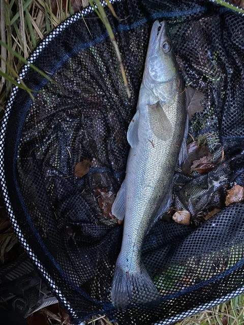 Zander