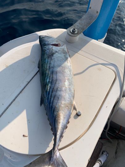 Bonito