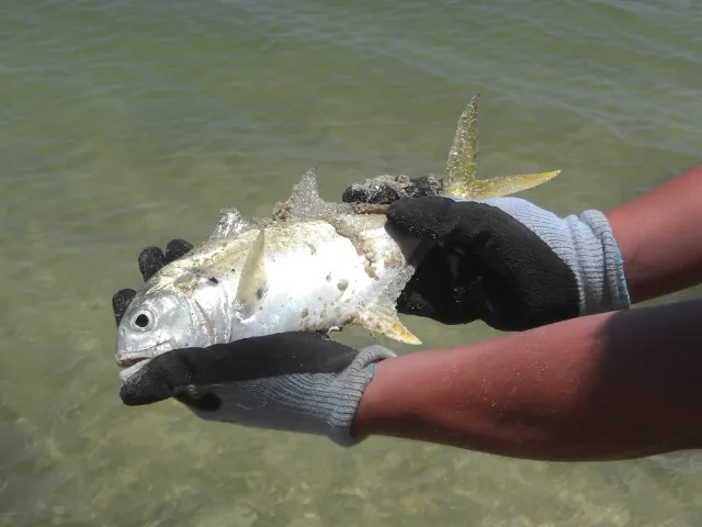 Amberjack