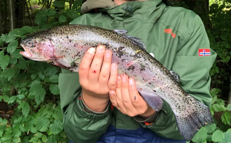 Regenbogenforelle