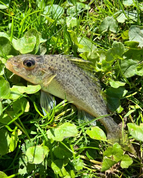 Kaulbarsch