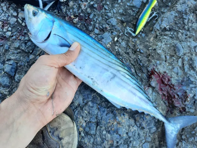 Bonito