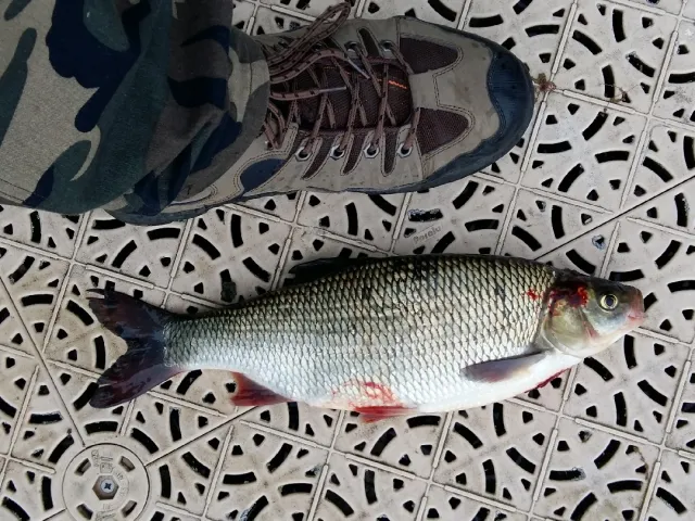 Döbel