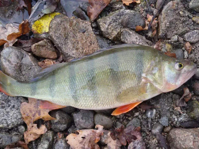 Flussbarsch