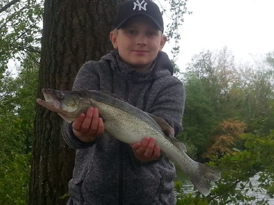 Zander