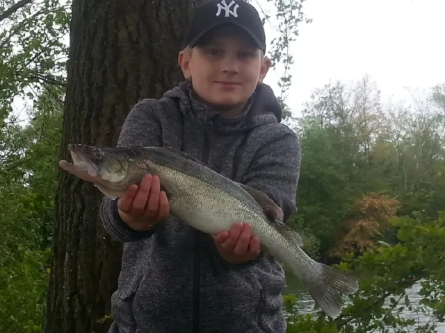 Zander