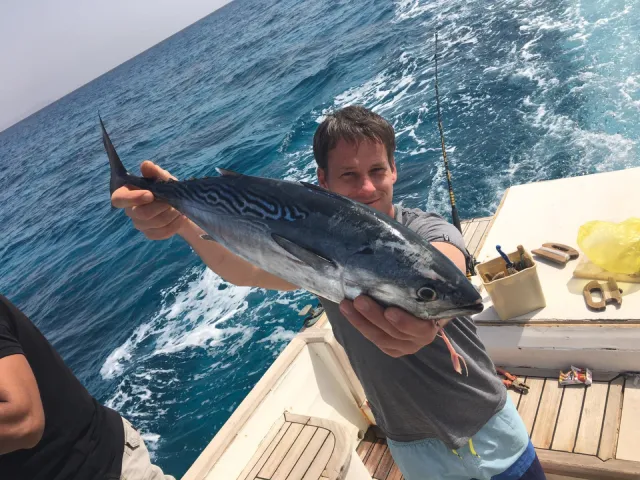 Bonito