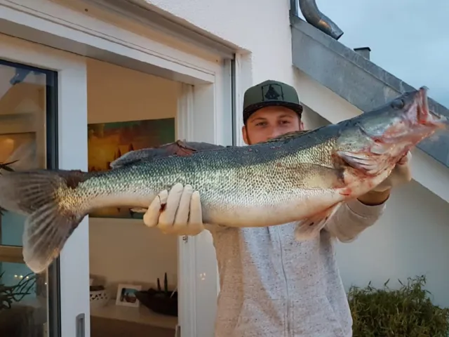 Zander