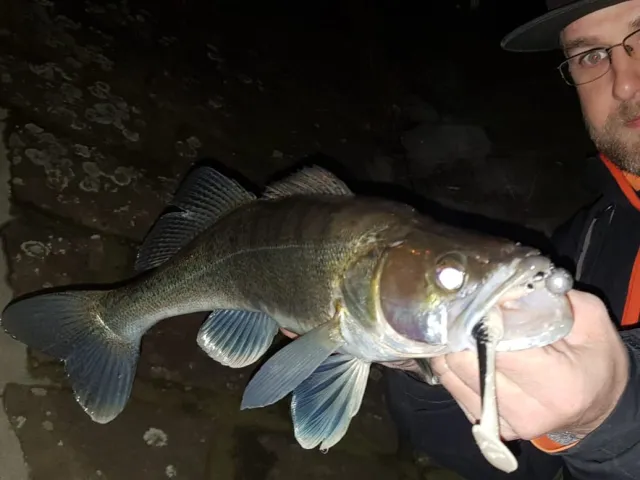Zander