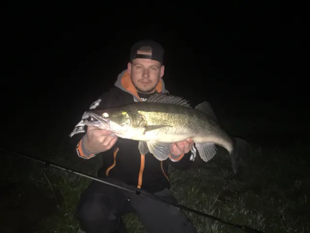 Zander