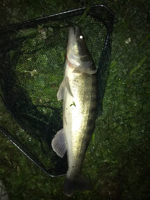 Zander