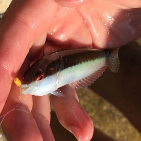 Lippfisch