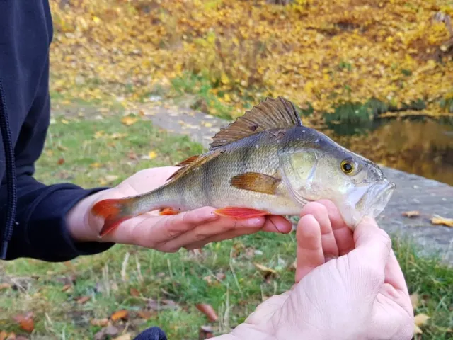 Flussbarsch